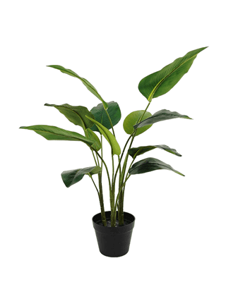 עציץ עלי לב ארוך -70 ס''מ