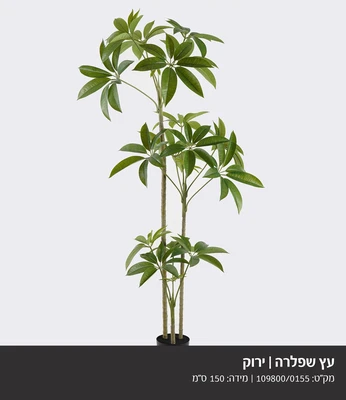 עץ שפלרה ירוק - 150 סמ